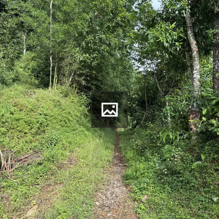 Narrow dirt path through forest