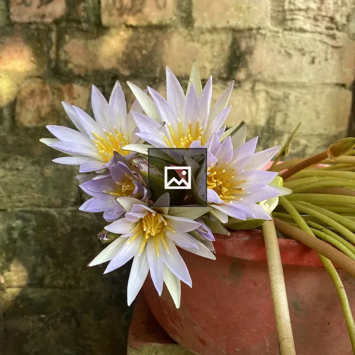 Pale purple and yellow water lilies
