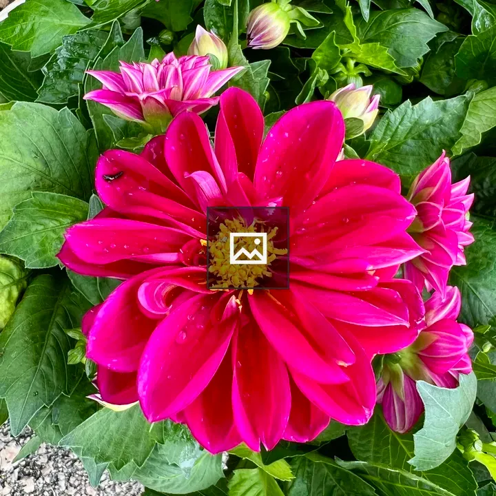 Pink Dahlia Flower in Bloom