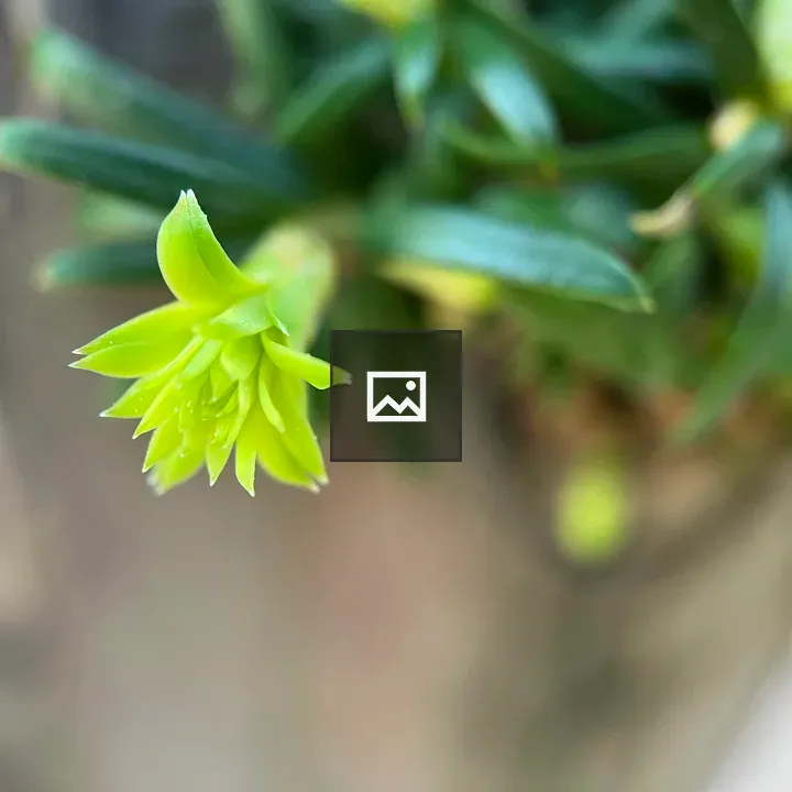 Baby leaves