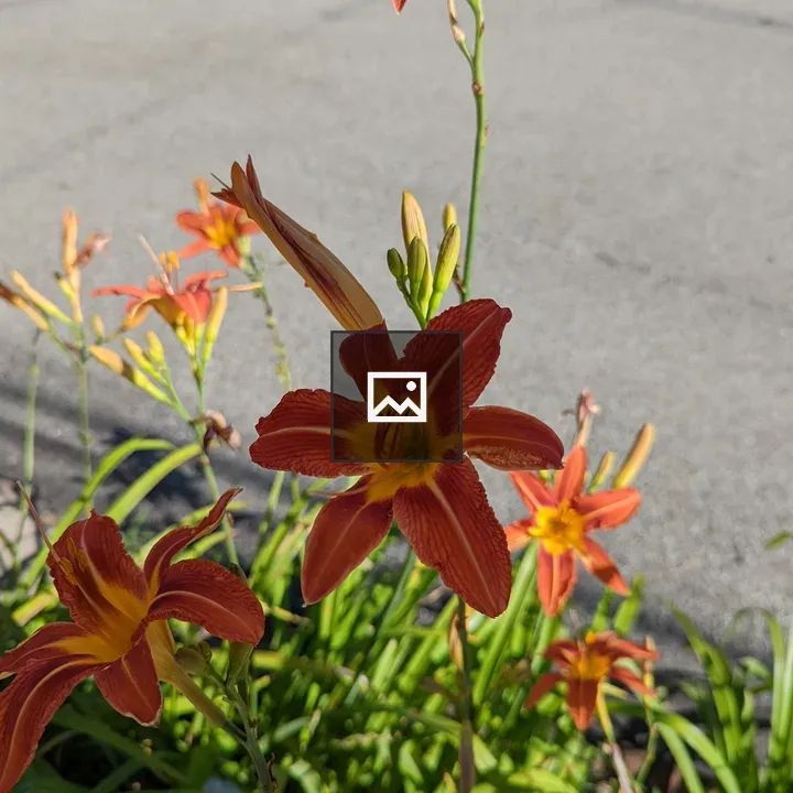 Orange flower