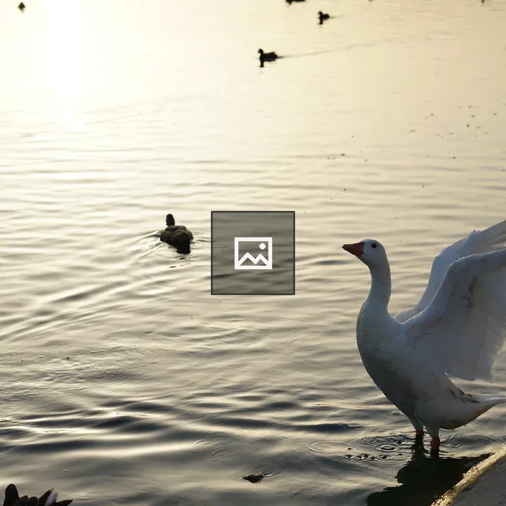White goose with wings spread