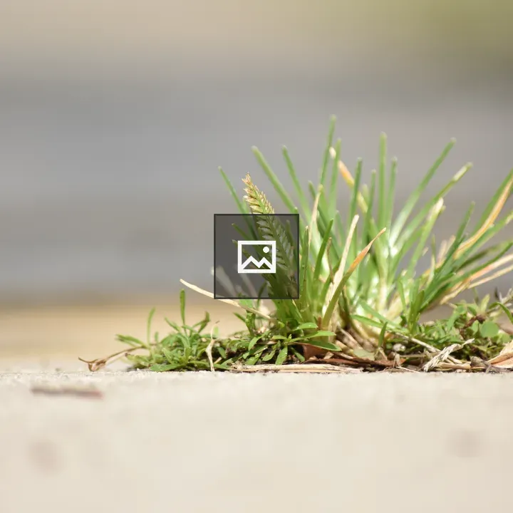 Close up of grasses sprouting