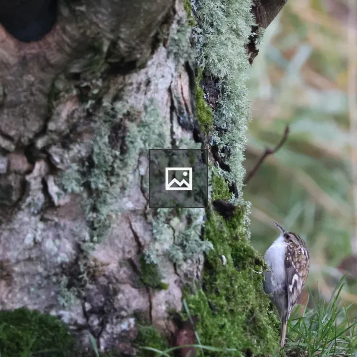 Tree Creeper on mossy Sycamore trunk