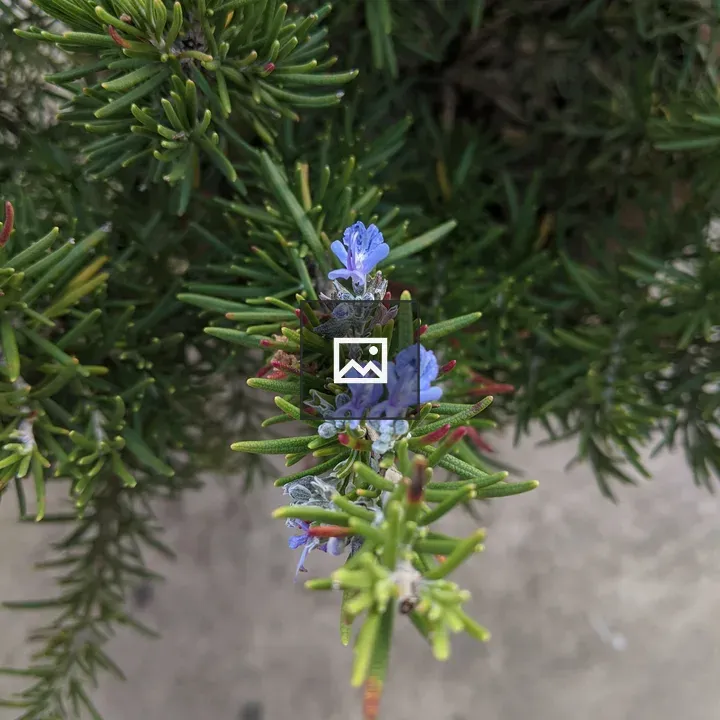 Rosemary Plant Flower