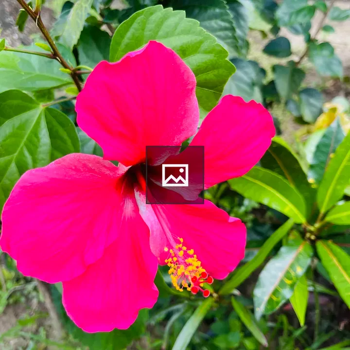 Pink Hibiscus Flower
