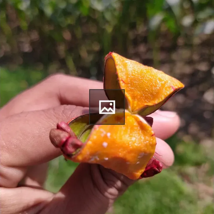 Hand Holding Orange Pod