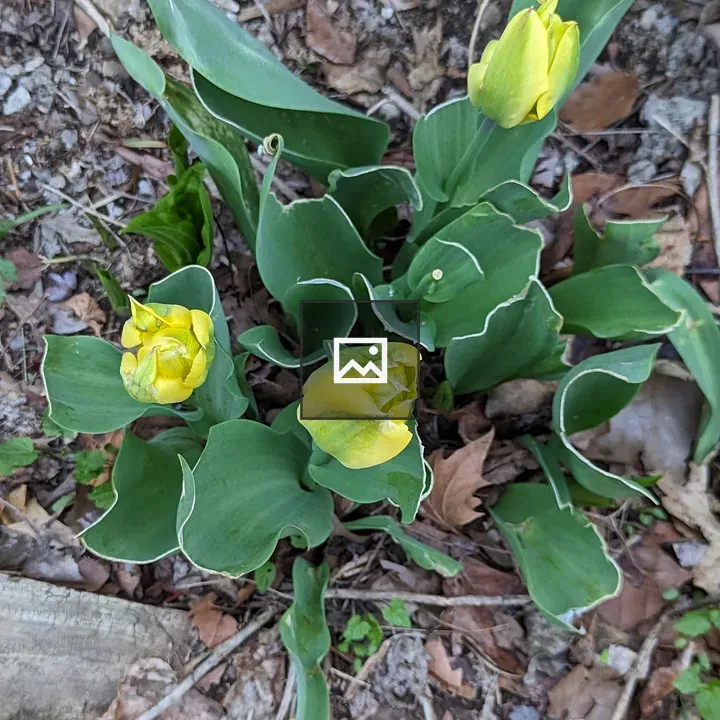 Yellow tulips start to open