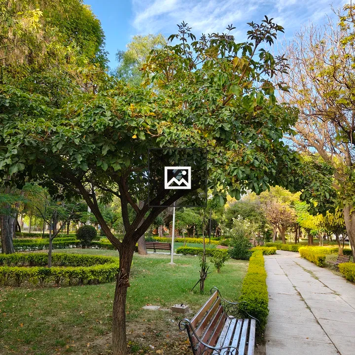 Ornamental tree in urban park