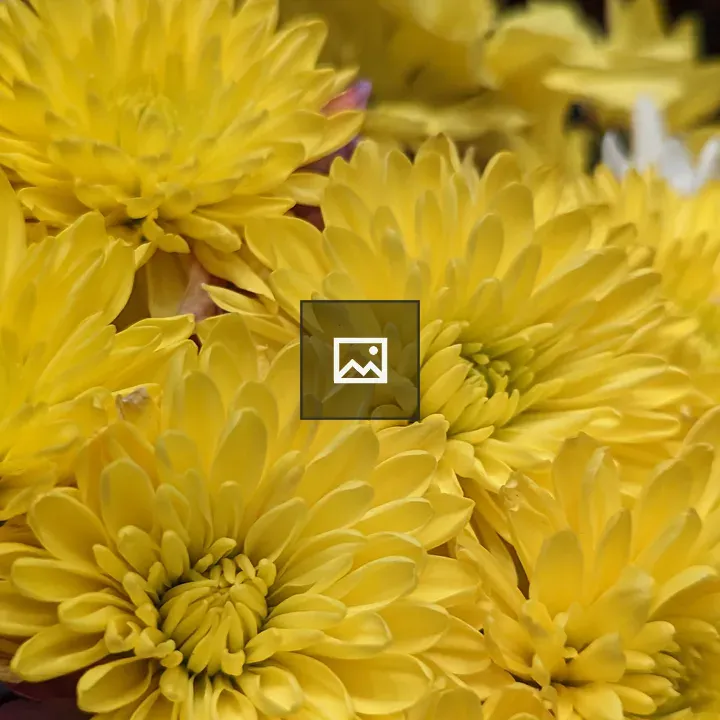 Close up Chrysanthemums
