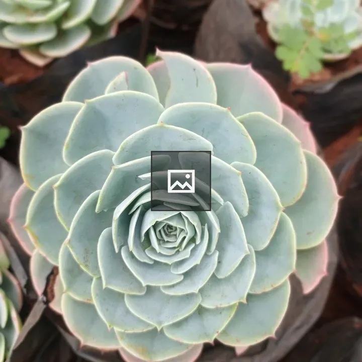 Close-up of a pale green succulent