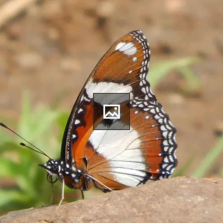 Butterfly and nature scene