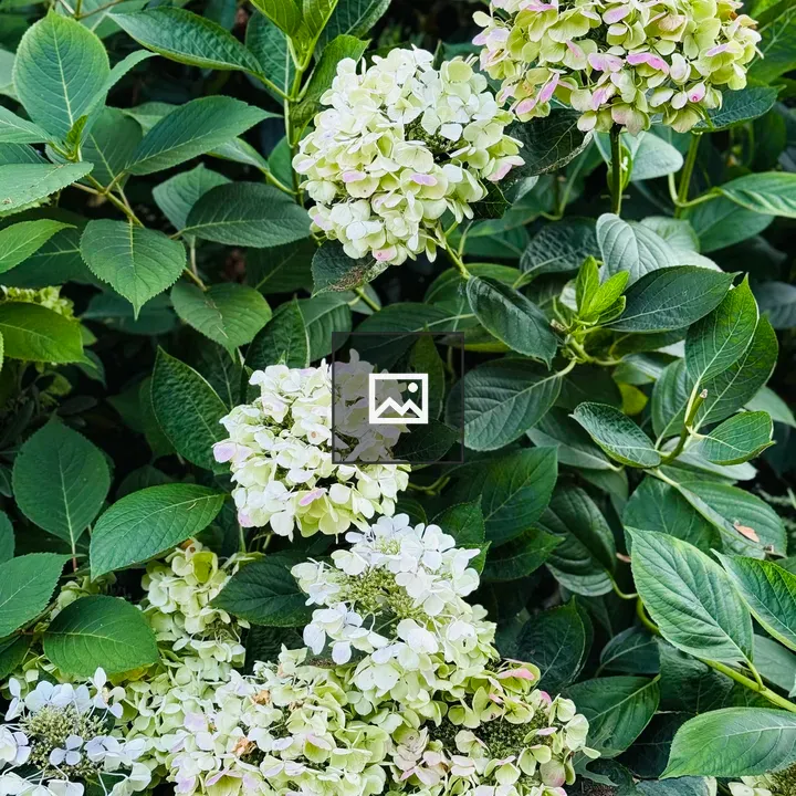 Hydrangea Blooms Portrait
