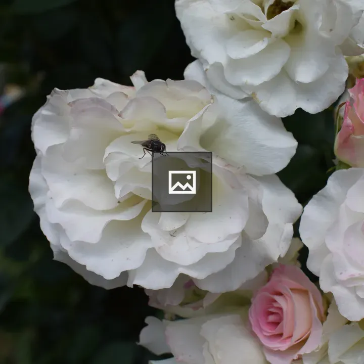 Group of white pink roses with a fly