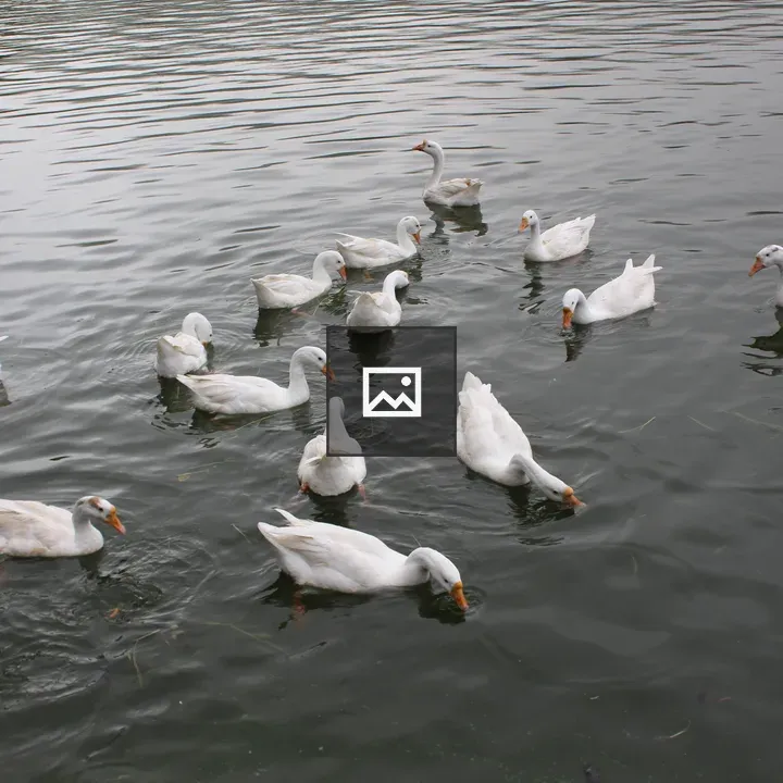 White swans on a lake
