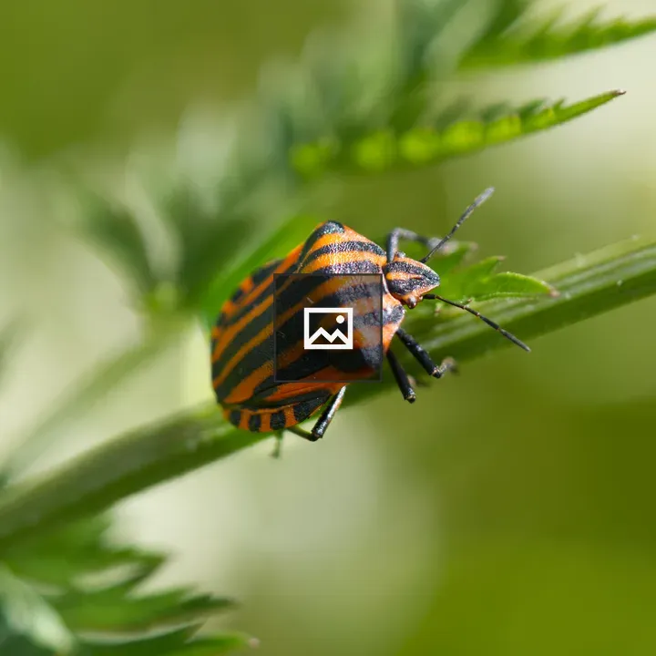 Italian Stiped Bug Close-up
