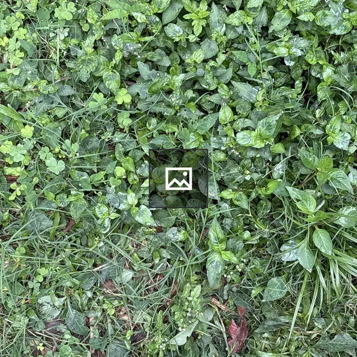 Close-up of green groundcover plants