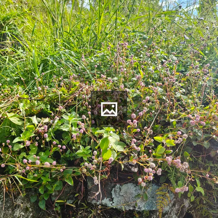 Pink flowers among green foliage