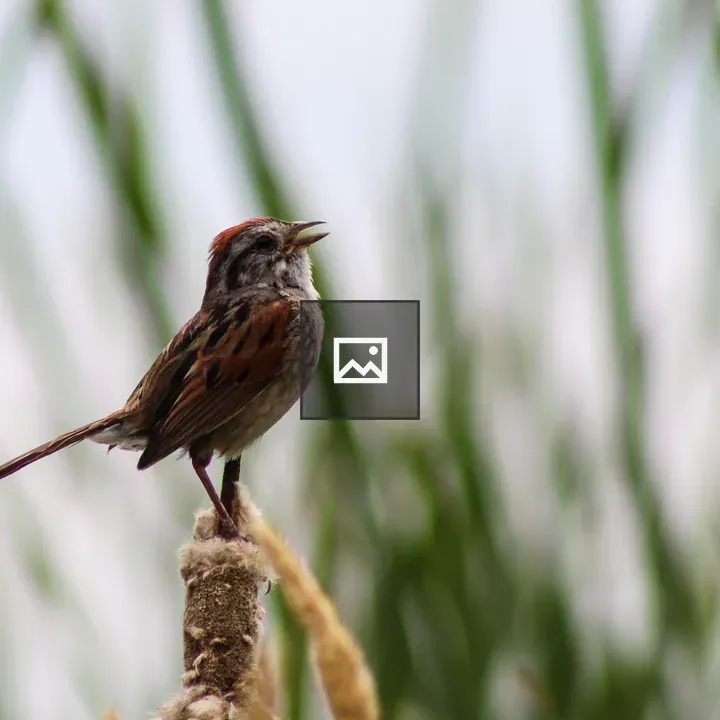 Swamp Sparrow on Cattails