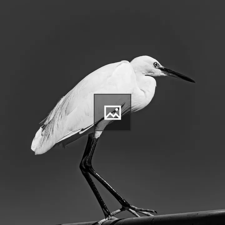 Great Egret silhouette on bar
