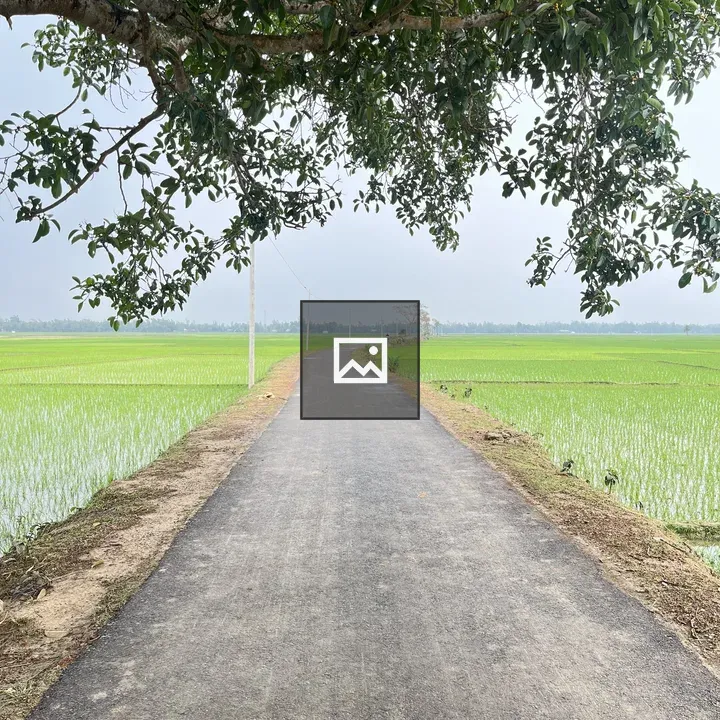 Village road with paddy, trees