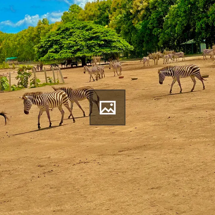 Zebras Grazing in Open Plain