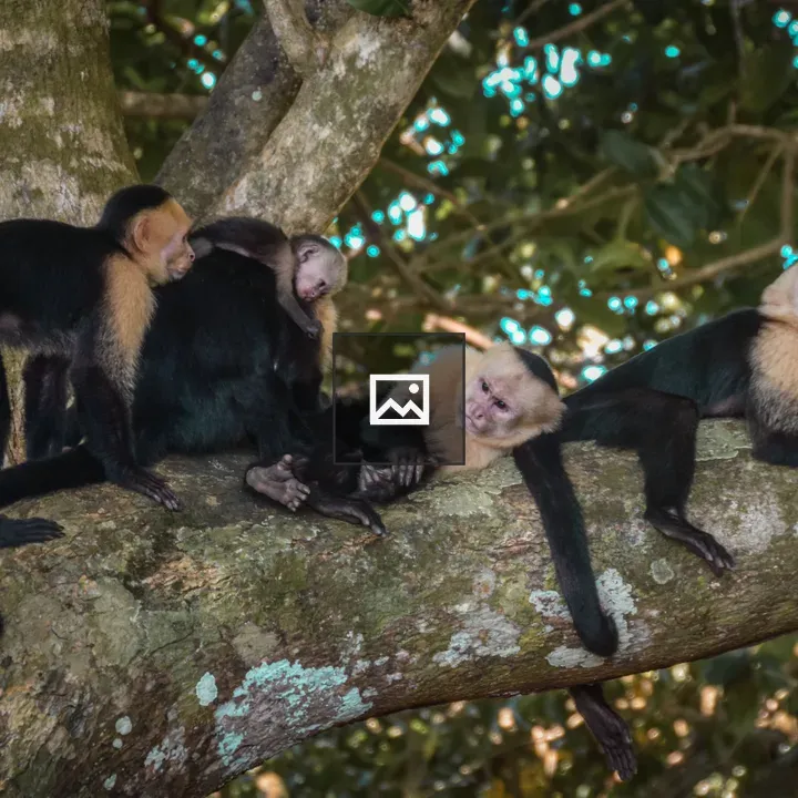 Monkeys resting on a tree branch