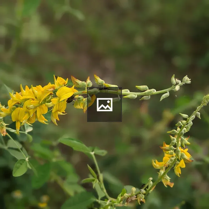Bright yellow flowers on slender stem