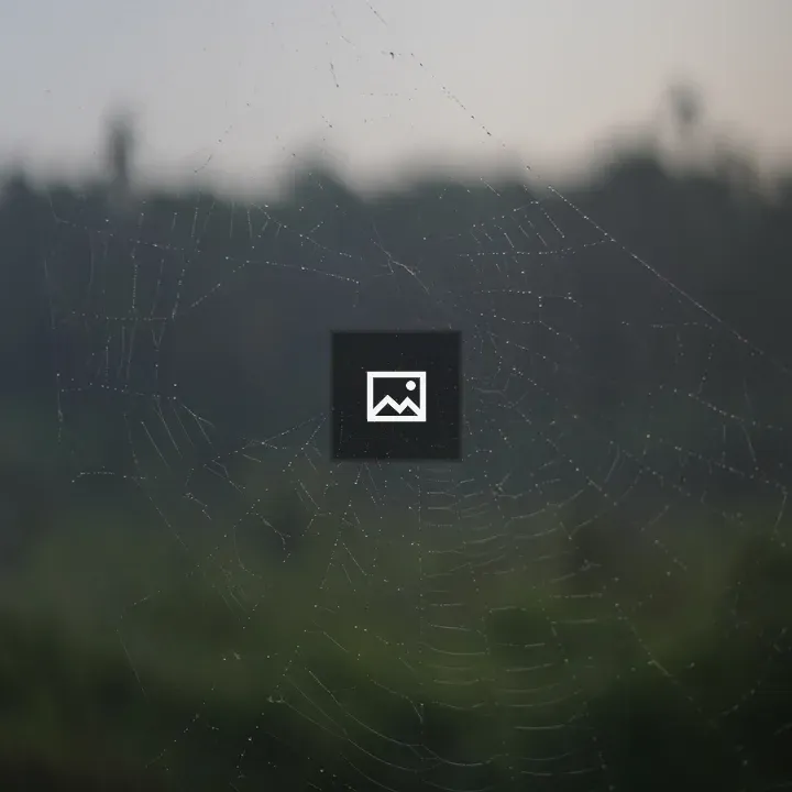 Spider Web with Water Drops