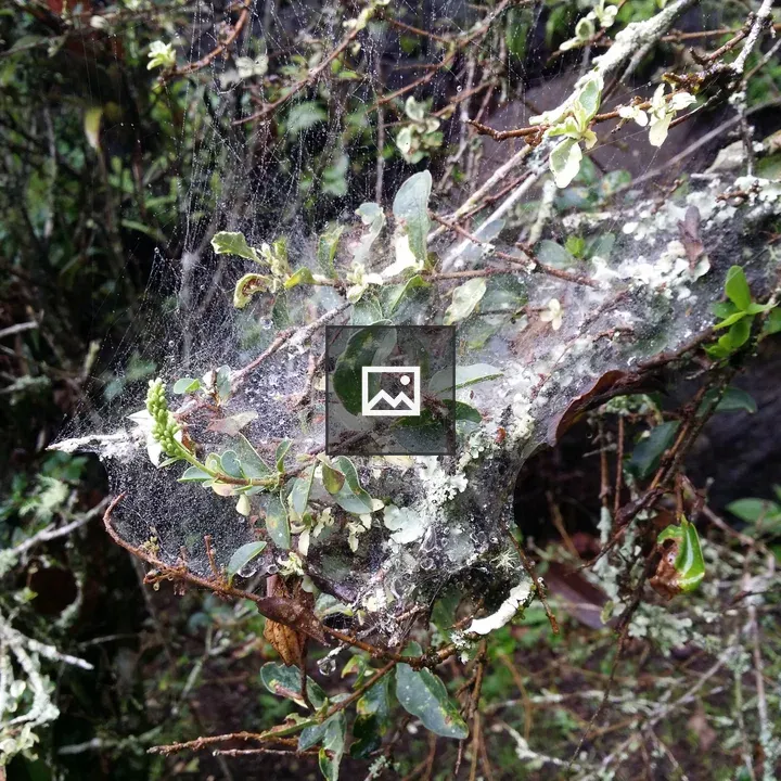Close-up of spider-wrapped branch