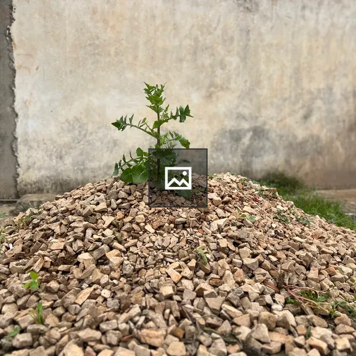 Small green plant on rocky mound