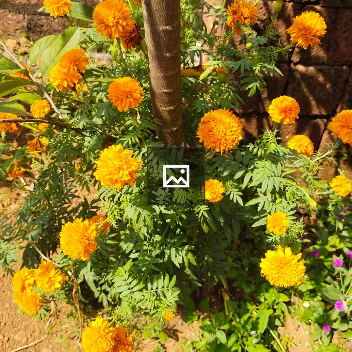 Red marigold flower
