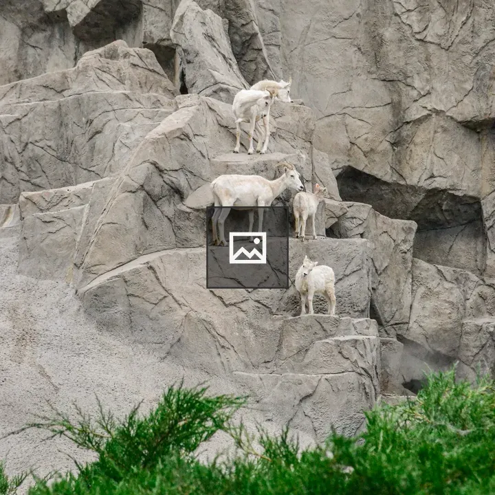 Goats on a rock wall