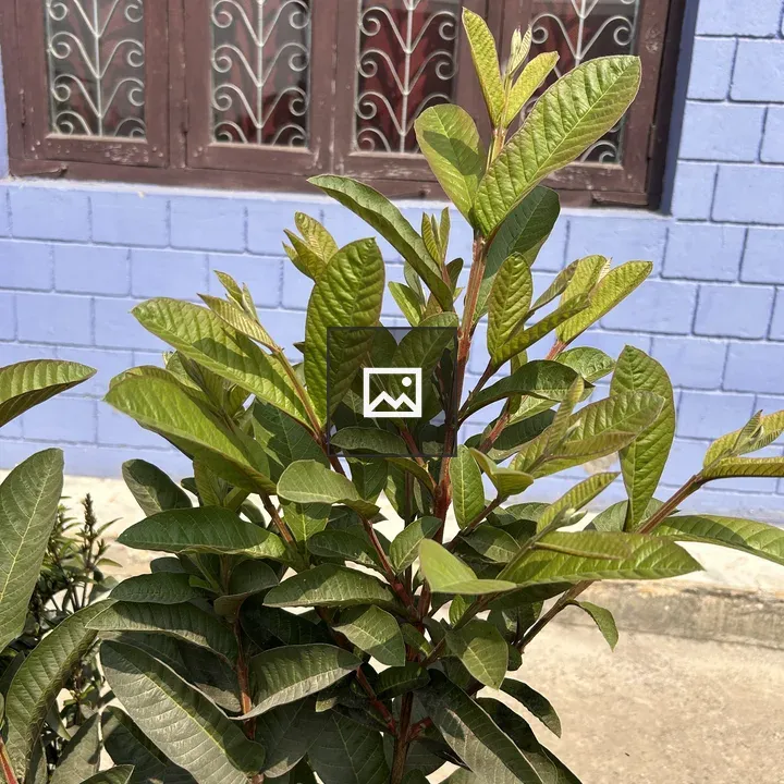 Guava Plant in Front of Blue Wall