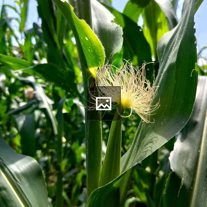 Corn Plant Close-Up