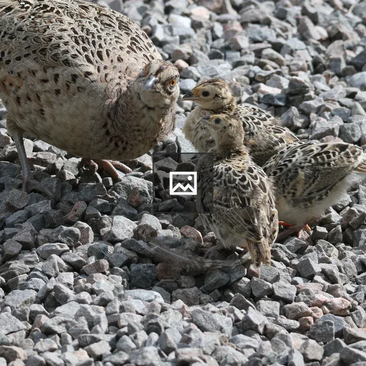 Female pheasant and chicks