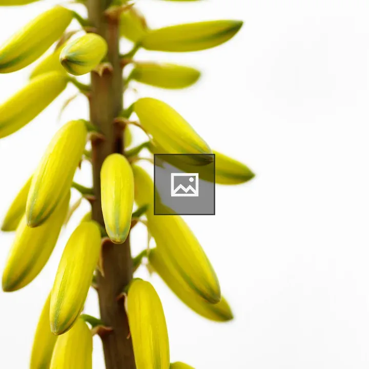 Aloe Vera Flower Detail