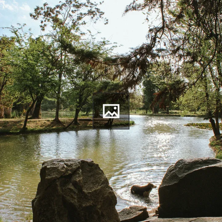 Pond Scene with Dog and Rocks