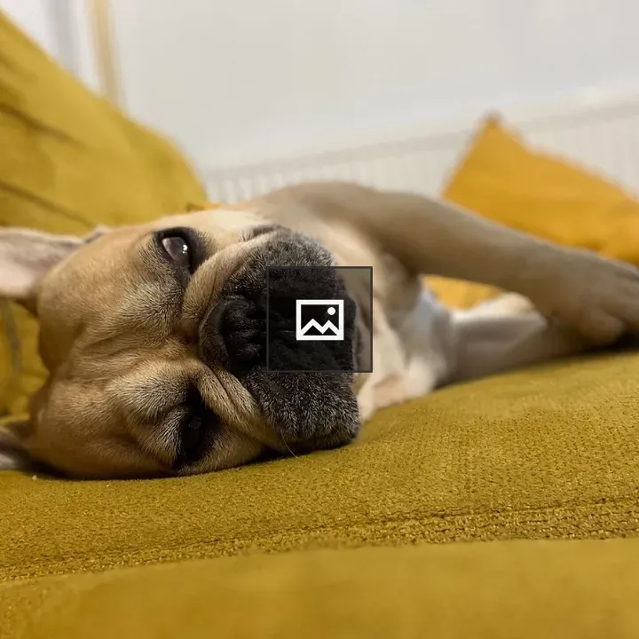 French bulldog on couch