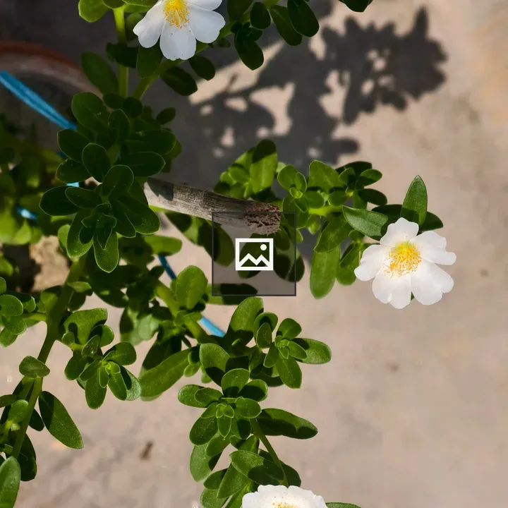 Portulaca plant top view