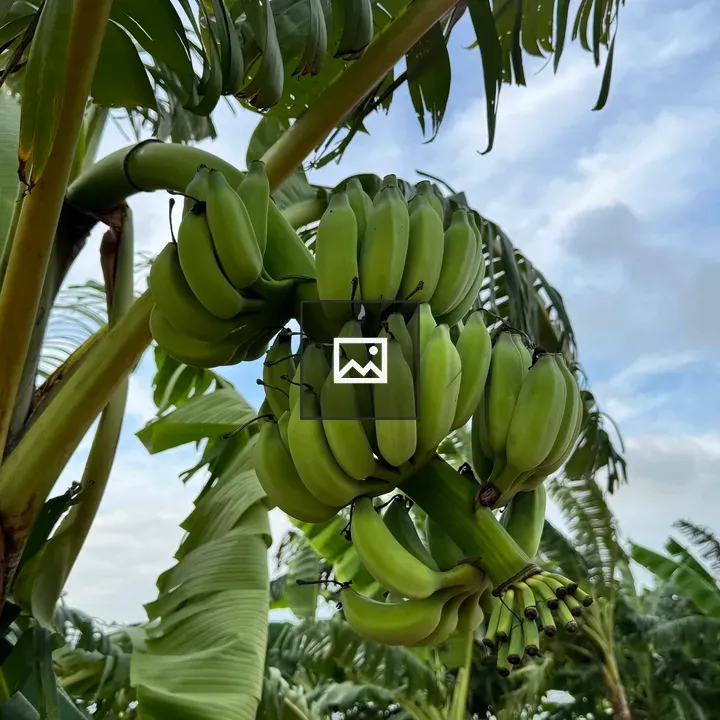 Banana bunch on a stalk