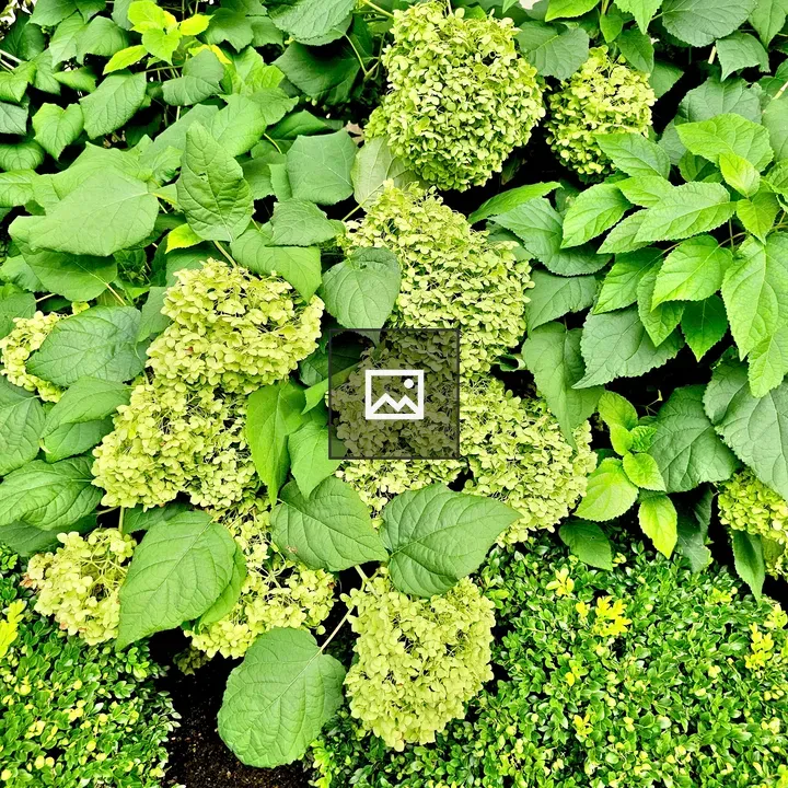 Limelight Hydrangea Group