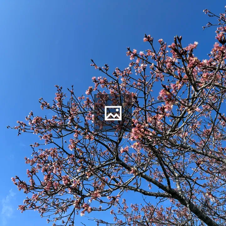 Kawazu cherry blossoms