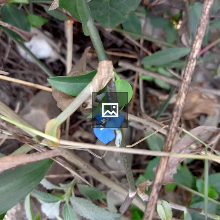 Blue flower among dried leaves