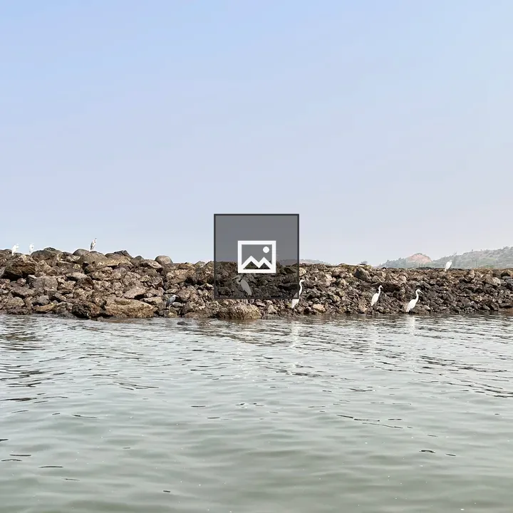 Rocky shoreline with white birds