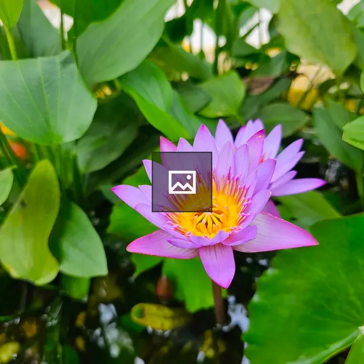 Violet water lily in pond