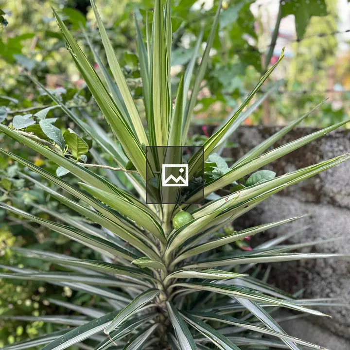 Close-up of variegated spiky plant
