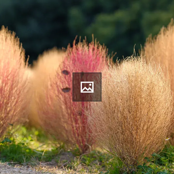 Kochia in Autumn Landscape