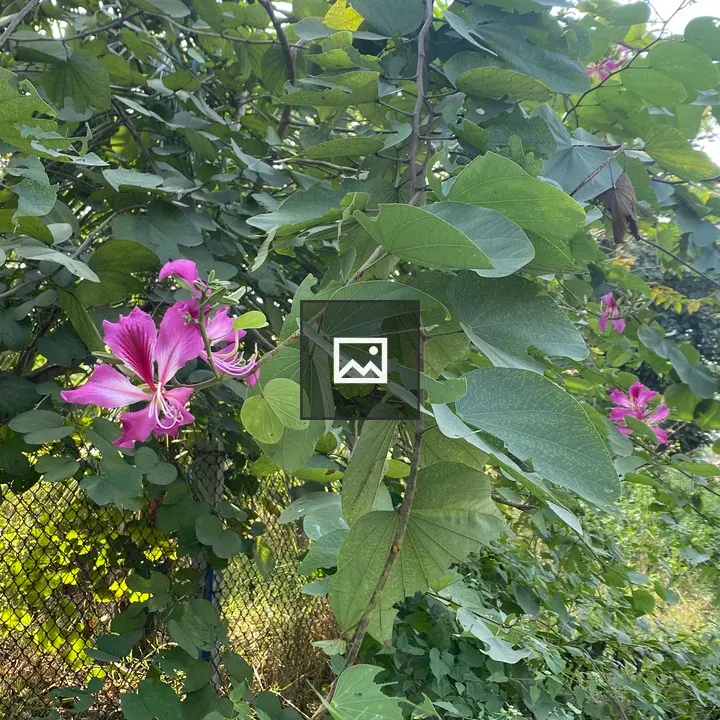 Pink Flower Cluster in Green Leaves