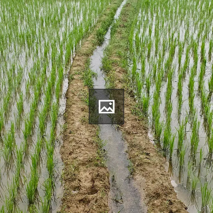 Paddy field with young rice seedlings